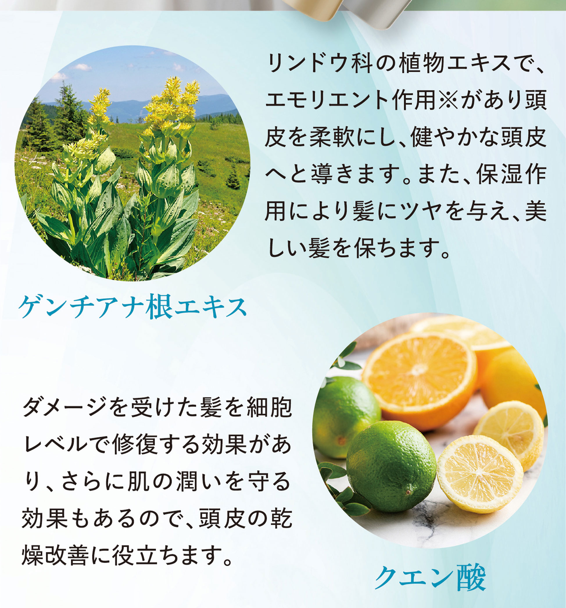 ゲンチアナ根エキス クエン酸