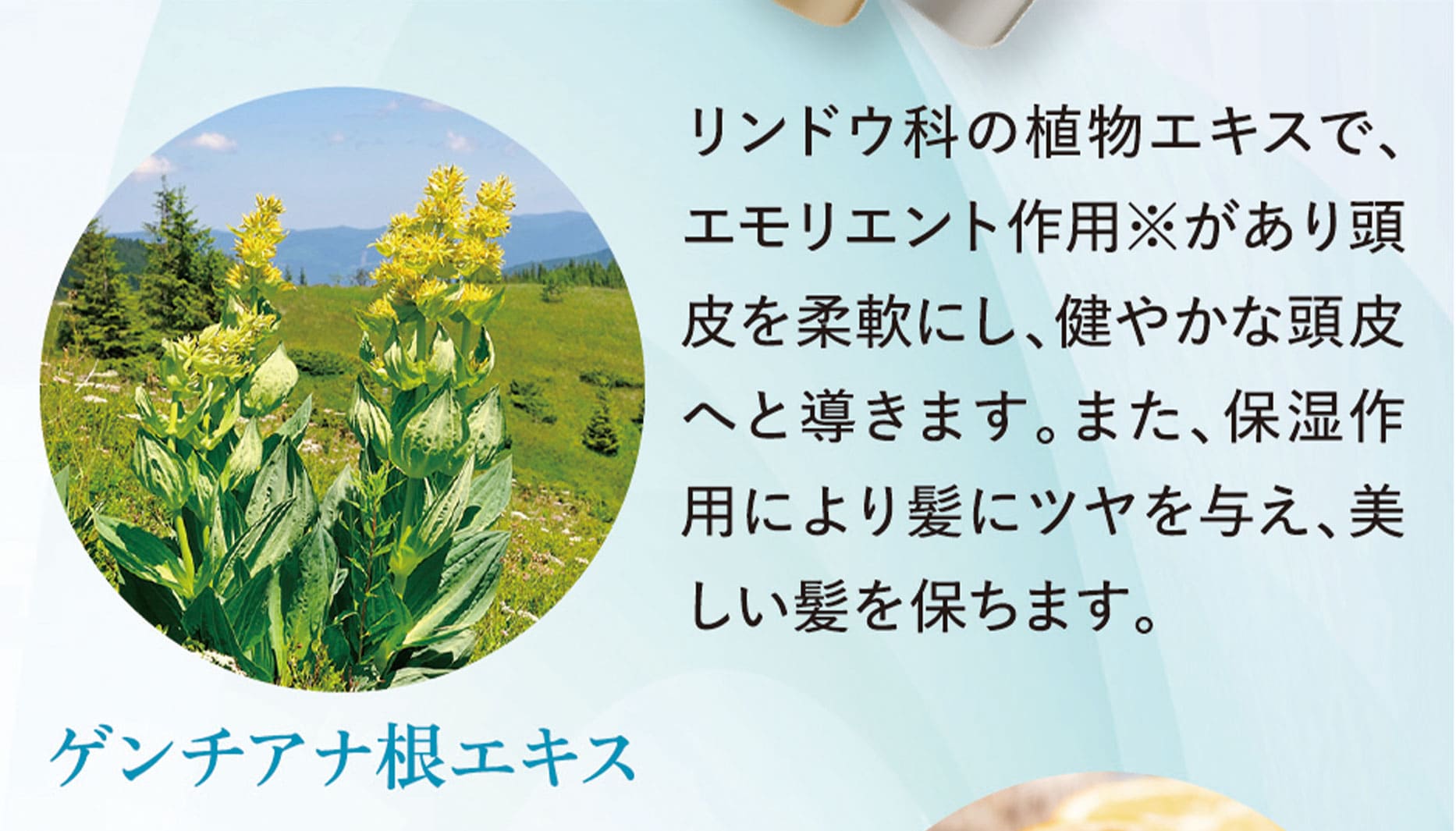 ゲンチアナ根エキス